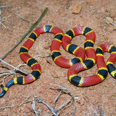 Profile Picture of Abel Barrera (@abelbarrera2633) on Twitter