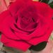 Profile Picture of Isabel Herbert (@izzyherb) on Pinterest