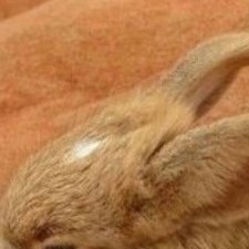 Profile Picture of طارق الحربي (@brandy_sansone) on Twitter