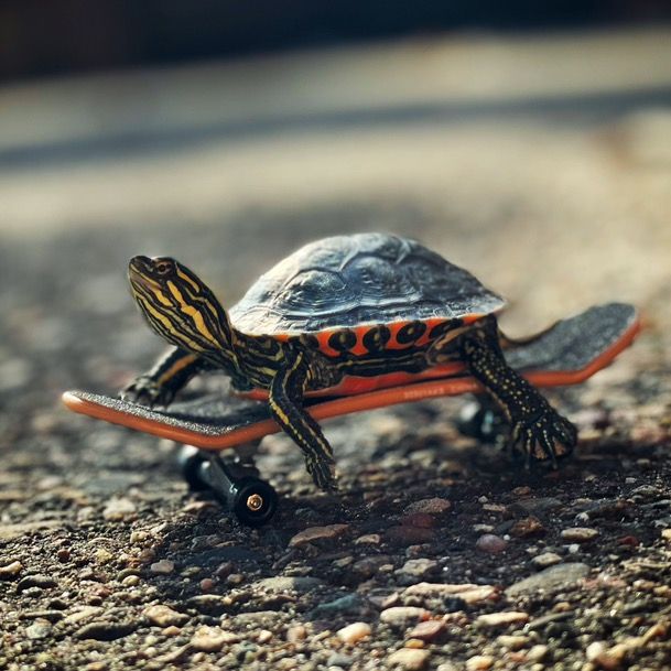 Profile Picture of Sheldontheturtle (@sheldontheturt) on Tiktok