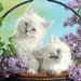 Profile Picture of Farheen Ansari (@farheenansari397) on Pinterest