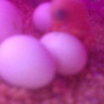 Profile Picture of Max Augustin (@maxaugustin) on Instagram