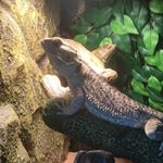 Profile Picture of Joshua Lucio Beardie (@joshthebeardi) on Instagram