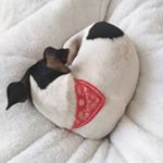 Profile Picture of i c h i (@ichi.terrier) on Instagram