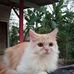 Profile Picture of Annisa Ayu (@annisa.ayu.794) on Facebook