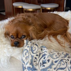 Profile Picture of Lisa Feuerborn (@theonelisa) on Pinterest