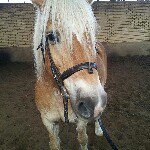 Profile Picture of Nina Schwarzmueller (@nina99addi) on Instagram