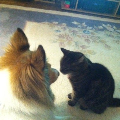 Michael Shears - Twitter Profile Picture of Michael Shears (@cshear05211) on Twitter