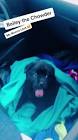 Profile Picture of   Chris Halliday... (@chmunro2021) on Tiktok