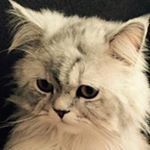 Profile Picture of Simone Nguyen (@nguyen_simone) on Instagram