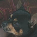 Profile Picture of Joshua Wyman (@devilishweb3692) on Instagram