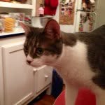 Profile Picture of Lauren Dowden (@lrdowden) on Instagram