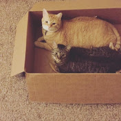 Profile Picture of AEsquivel (@aiimmee2011) on Youtube