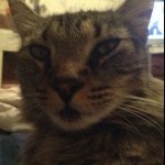 Profile Picture of Tyger Nancy Drew Curtis (@tygermaincoon) on Instagram