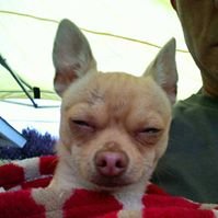 Profile Picture of Mark Thiele (@turbohobbitt1) on Twitter