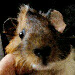 Profile Picture of parham (@joo.pee24) on Instagram