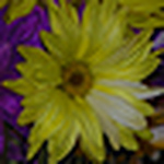 Profile Picture of Brian & Marie Souza (@brian & marie souza) on Flickr