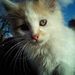 Profile Picture of LeeAnn Mikula (@leeannmikula) on Pinterest
