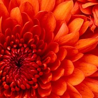 Profile Picture of Janine Panechelli (@janine-panechelli) on Quora