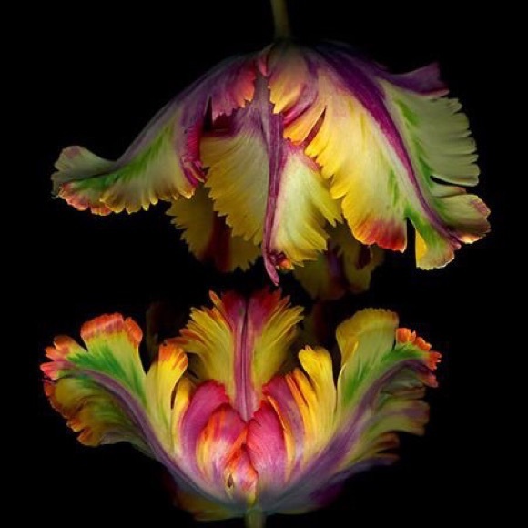 Profile Picture of Mariana Repasky (@marianarepasky) on Poshmark