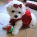 Profile Picture of Roberta Rod Schill (@roberta.rodschill.5) on Facebook