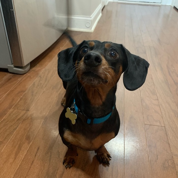 Profile Picture of Eliz Farhangi (@elizfar) on Poshmark