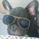 Profile Picture of sheldon engel (@logan_the_frenchie_1) on Instagram