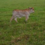 hernando  martinez - Instagram Profile Picture of hernando  martinez (@hernando__martinez) on Instagram