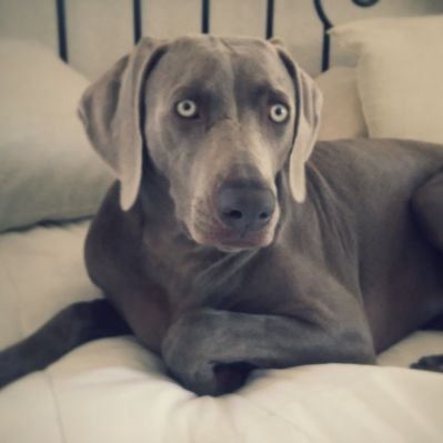 Profile Picture of Lori Gordon (@asdipfla) on Twitter