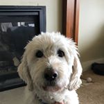 Profile Picture of Buster Grant 🐶 (@buster_doodle123) on Instagram