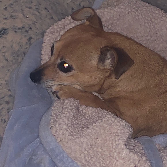 Profile Picture of Dayana Milanes (@ddaymila16) on Poshmark