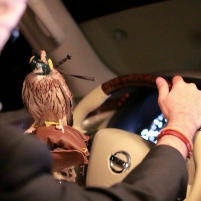 Profile Picture of القلب الحنون (@NabilSaeed2014) on Twitter