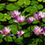 Profile Picture of Thomas Reilly (@thomasgreilly_1) on Flickr