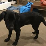 Profile Picture of Dash Leonard (@dashleonard) on Instagram