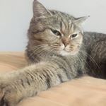 Profile Picture of 舒欣98 (@sy.wong) on Instagram