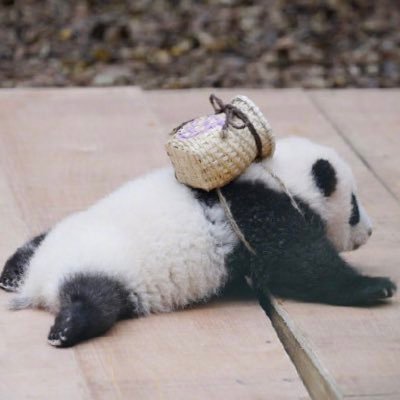 Profile Picture of Qi Huang (@hhhq77777) on Twitter