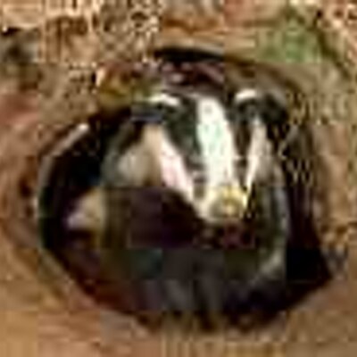Profile Picture of Lisa The Badger (@LisaBadger) on Twitter