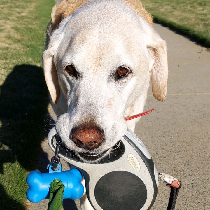 Profile Picture of Dewey boss (@deweyboss) on Tiktok