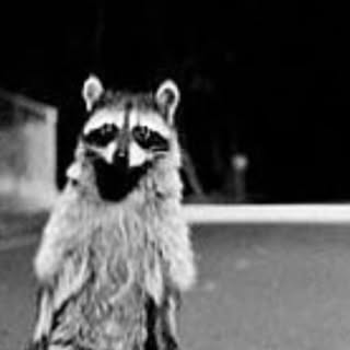 Profile Picture of Joe Roman (@thejoeroman) on Instagram