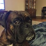 Profile Picture of Michael Bean (@moparbean) on Instagram