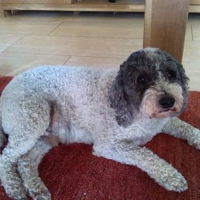Profile Picture of Thomas Eckl (@thomaseckl45) on Twitter
