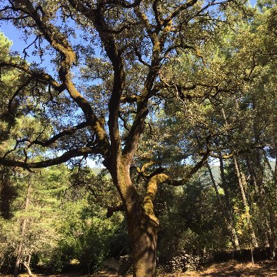 Profile Picture of José M Parra Quesada (@chemaparra1969) on Twitter