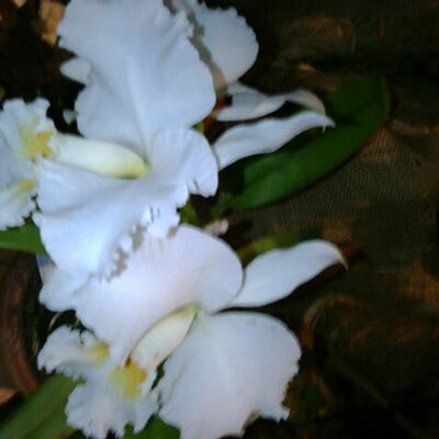 Profile Picture of BIANCA M MENDEZ (@biancamendezA1) on Twitter