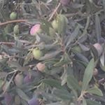 Profile Picture of Wafa Salameh (@salameh.wafa) on Instagram
