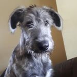 Profile Picture of Stefan Keltsch (@keltschstefan) on Instagram