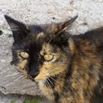 Profile Picture of Micheline Pierre (@micheline.pierre1953) on Instagram