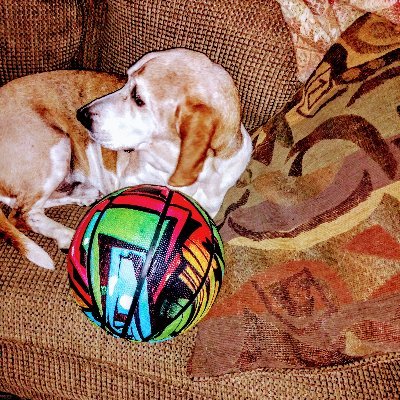 Profile Picture of Chris Camarata (@ChrisCamarata5) on Twitter