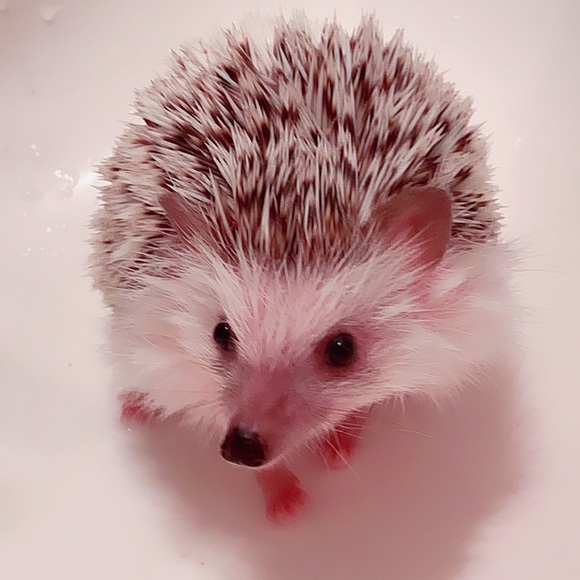 Profile Picture of Crystal Grenade (@cgrenade) on Poshmark