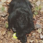 Profile Picture of joshmonteleone (@joshmo16) on Instagram