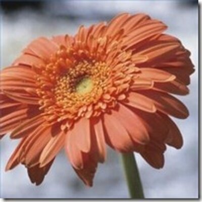 Profile Picture of Allison Jacobs (@AllisonJacobs7) on Twitter